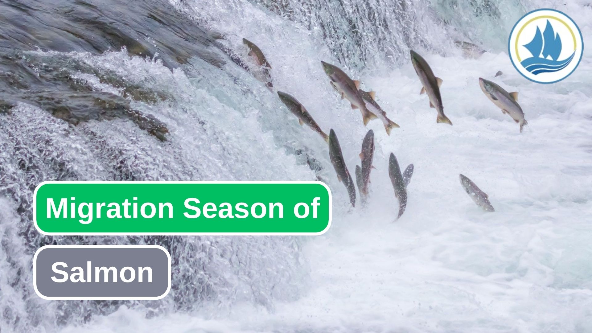Tracking the Seasonal Migration of Salmon